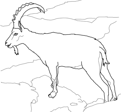 Alpine Ibex Coloring Page